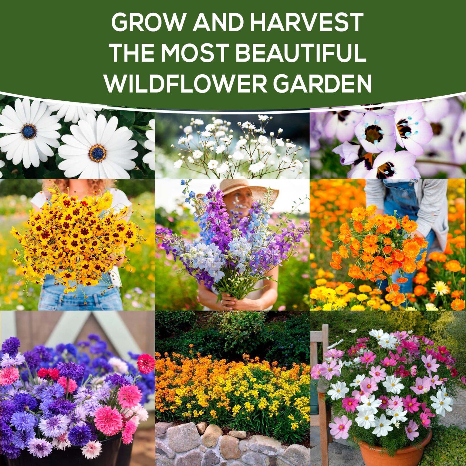 Annual Wildflower Seeds 3oz (21 Varieties) FarmerValley