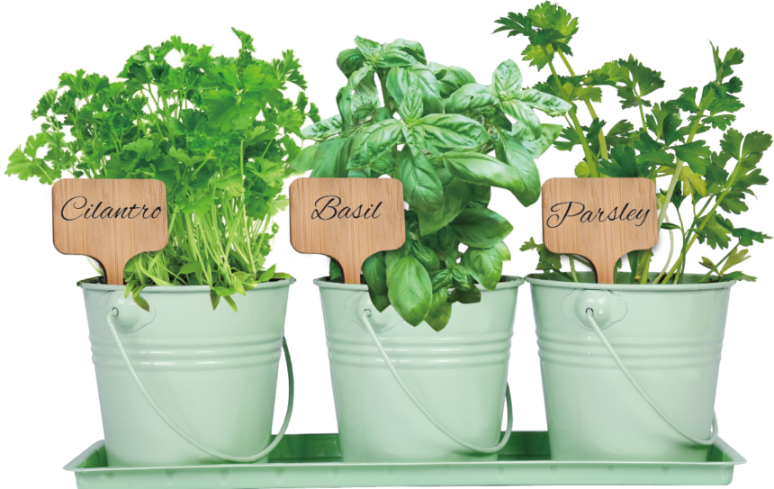 How To Grow Herbs From Seeds Complete Beginner’s Guide FarmerValley