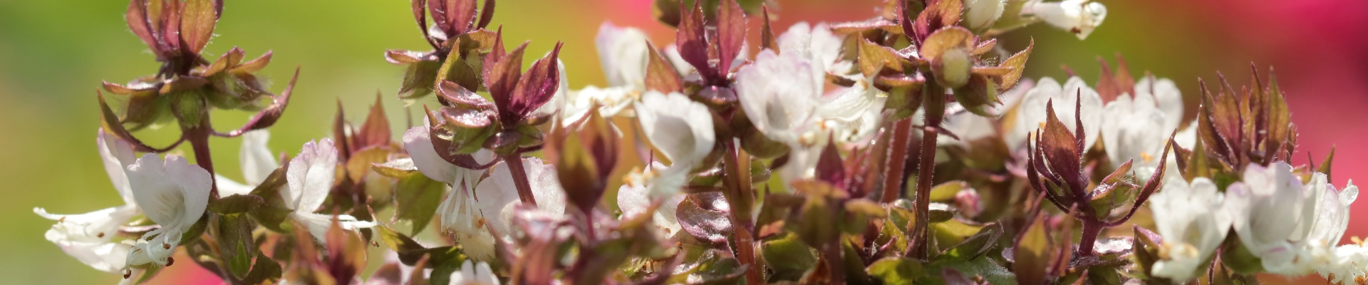 Thai Basil - FarmerValley