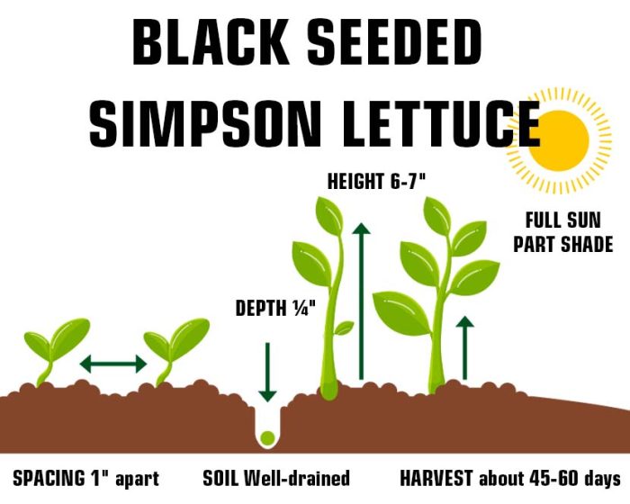 Black Seeded Simpson Lettuce FarmerValley