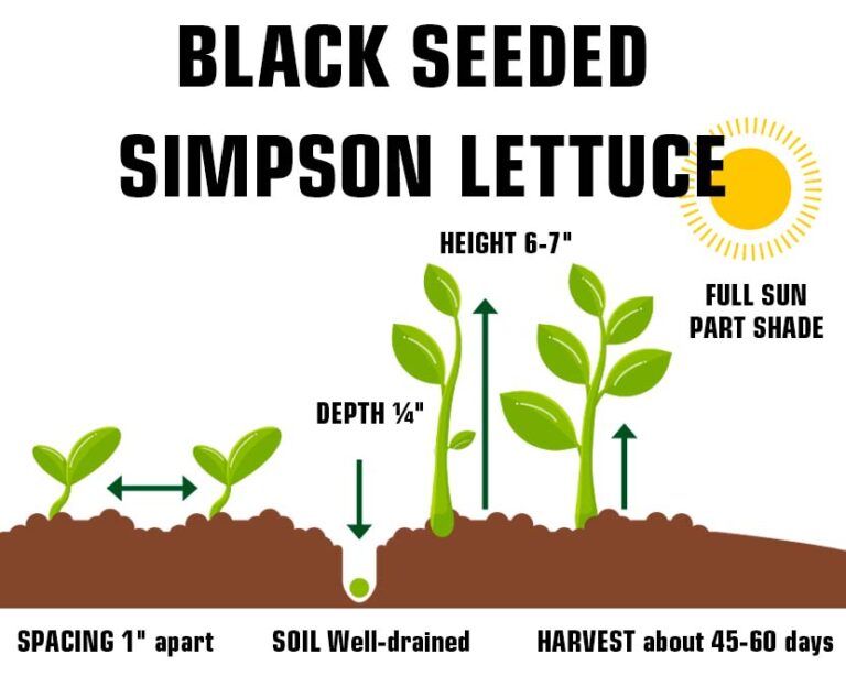 Black Seeded Simpson Lettuce FarmerValley