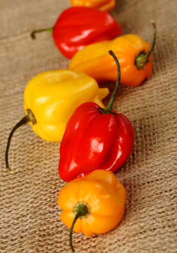 Habanero Pepper - FarmerValley