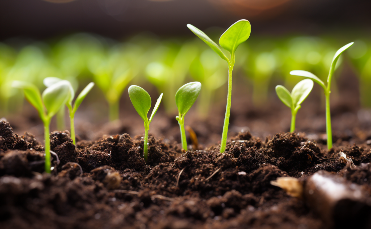 How to Understand the Role of Soil in Your Garden - FarmerValley